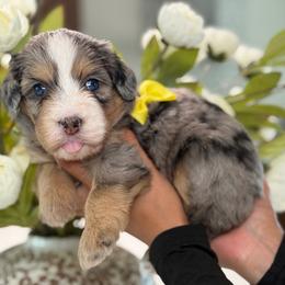 Zia - Tri-color female Bernedoodle puppy in Yuciapa, California from AlltheDoodlez_