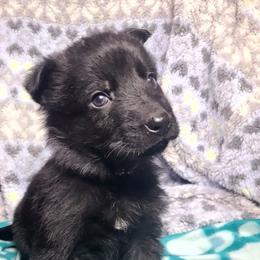 Aqua Collar Male - Black male German Shepherd puppy in Cadet, Missouri from Working Valley Shepherds