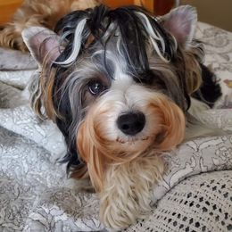 Holly - Biewer Terrier
