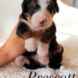 Bernedoodle Puppies from 5280 Bernedoodles