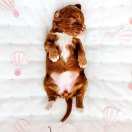 Journey - Red  female Goldendoodle puppy in Mahomet, Illinois from Jordan Family Doodles