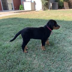 Beauceron Puppies from Trésor de Beauté Beaucerons