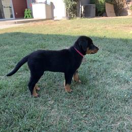 Beauceron Puppies from Trésor de Beauté Beaucerons
