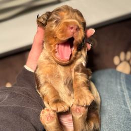 Pinto - Dapple male Dachshund puppy in Ava, Missouri from Beaver Creek Kennels