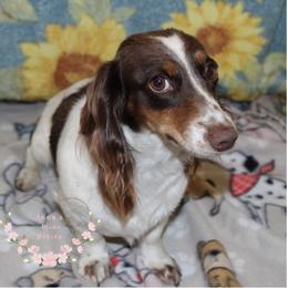 Bella - Dachshund
