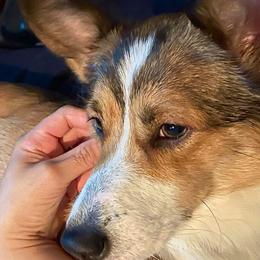 Pembroke Welsh Corgis from Corgis of Tidewater