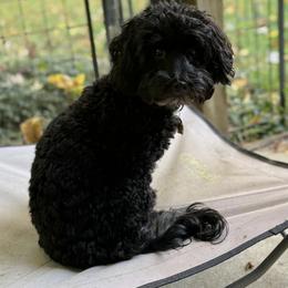 Havapoo, Maltipoo, Poodle, and Shihpoo All Grown Up from Riyem Wildflower Farms