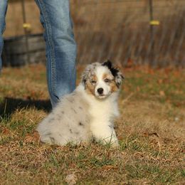 Australian Shepherd Puppies from Anew Australian Shepherds