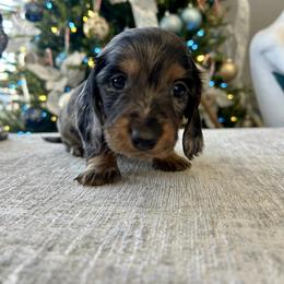 Eagle - Dapple male Dachshund puppy in Temecula, California from Naomi Magee's Dachshund Kennel