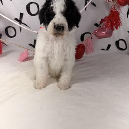 Rudolph - Parti male Poodle puppy in Luana, Iowa from Country View Bernedoodles and Goldendoodles