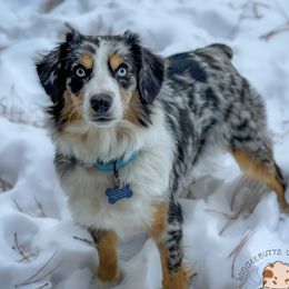 Shelby - Miniature Australian Shepherd