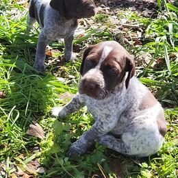 German Shorthaired Pointers from Dynamite Kennels