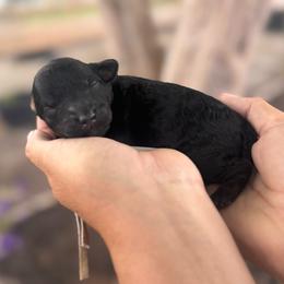 Cracker - Black male Bernedoodle puppy in Rose Hill, North Carolina from Red Door Canines