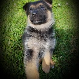 German Shepherd Puppies from Spruce Valley German Shepherds