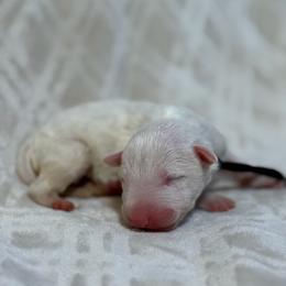 Boy 10 - White male Bull Terrier puppy in Texas from The Bull Terrier Breeder