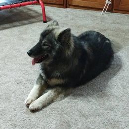 Siberian Husky Puppies from Crazy Cookies Huskies