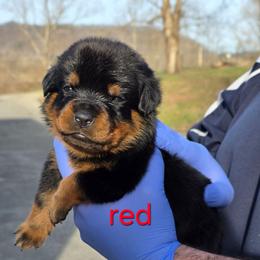 Boy 5 - Black and tan male Rottweiler puppy in Stanton, Kentucky from Vom Hause Alistair