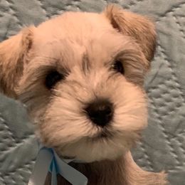Miniature Schnauzers from Connies’ Cuties