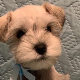 Miniature Schnauzers from Connies’ Cuties
