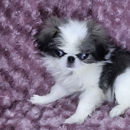 Clover - Sable and white female Japanese Chin puppy in Johnson City, Tennessee from Erin & Friends Japanese Chin
