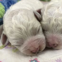 Bichon Frise Puppies from Cambeas Puppies