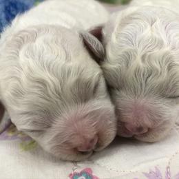 Bichon Frise Puppies from Cambeas Puppies