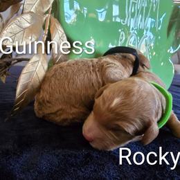 Shamrock (Rocky) - Apricot male Goldendoodle puppy in Red Oak, Iowa from Fisher Pups-Stay Golden with a Doodle