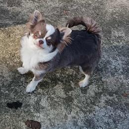 Estrella - Chihuahua