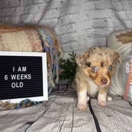 DUNKIN - Red merle male Miniature Australian Shepherd puppy in Peoria, Arizona from B My Sunshines Mini Aussies