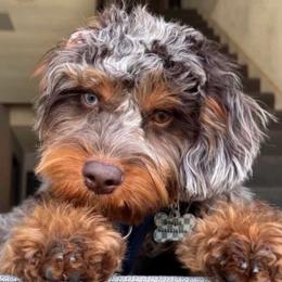Boogy - Cavapoo