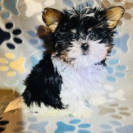 Biewer Terrier, Maltese, and Morkie Puppies from Jenn’s Georgia Morkies and Biewer Terriers