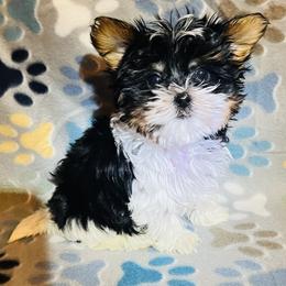 Biewer Terrier, Maltese, and Morkie Puppies from Jenn’s Georgia Morkies and Biewer Terriers