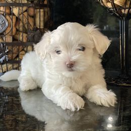 Maltese Puppies from Princess’s Maltese Palace