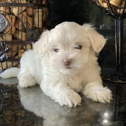 Maltese Puppies from Princess’s Maltese Palace