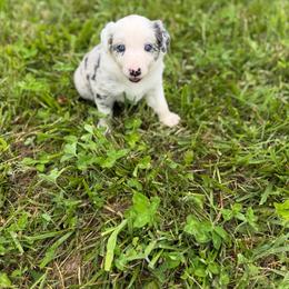 Chevelle - Blue merle female Border Collie puppy in Owenton, Kentucky from Three16 Ranch
