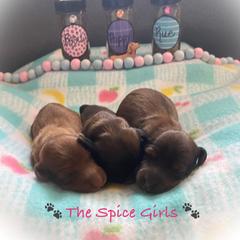 Dachshund Puppies from The Weenery