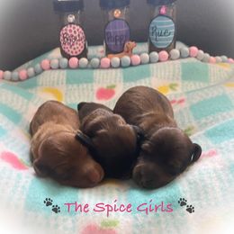 Dachshund Puppies from The Weenery