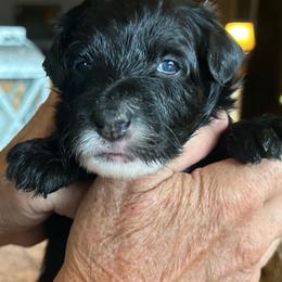Smoky, 2 weeks old - Black male Whoodle puppy in Crawford, Colorado from Saddle Mountain Doodles