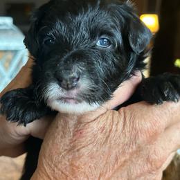 Smoky, 2 weeks old - Black male Whoodle puppy in Crawford, Colorado from Saddle Mountain Doodles