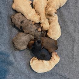 Pinot - Cream male Cockapoo puppy in Williamston, South Carolina from Sassy Bob’s Dogs