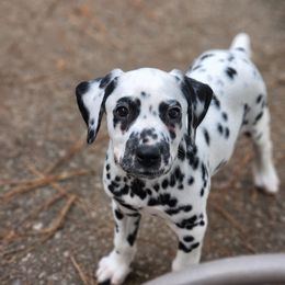 Dalmatian Puppies from Calvary's Dalmatians