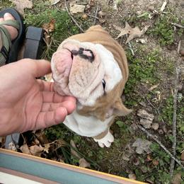 Crusader aka Grandpa - Fawn and white male Bulldog puppy in Cleveland, Tennessee from Bulldog's 4 Brothers