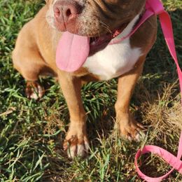 Summer - Boston Terrier