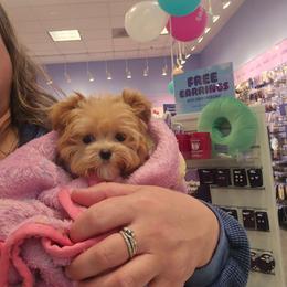 Rosette - Apricot female Maltipoo puppy in Washington from Mt.BakerPoodles&Doodles