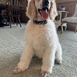 Pembroke Welsh Corgi and Poodle Puppies from Blue Diamond Kennel