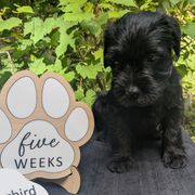 Purple Girl - Black female Standard Schnauzer puppy in Bowie, Maryland from Songbird Standard Schnauzers