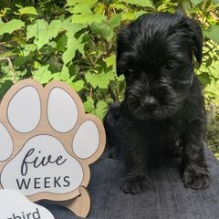 Purple Girl - Black female Standard Schnauzer puppy in Bowie, Maryland from Songbird Standard Schnauzers