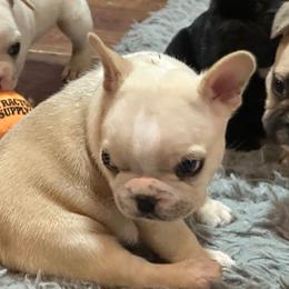 Boba Fet or Bubba - Cream male French Bulldog puppy in Enid, Oklahoma from Herell's French Bulldogs