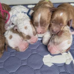 Goldendoodle puppies from Haaspawz