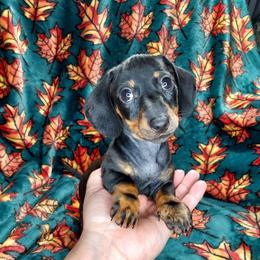HOPE - Black and tan female Dachshund puppy in Swink, Oklahoma from Palali Farm